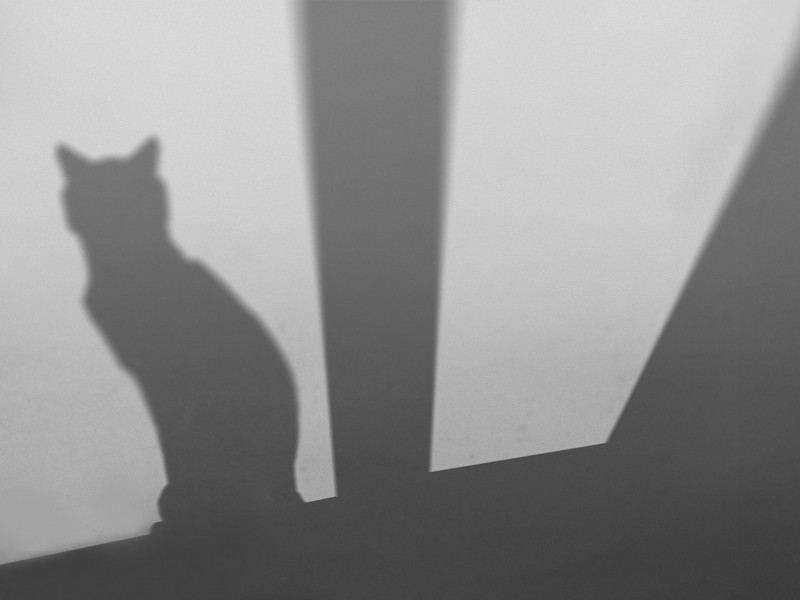 Im Spiel von Licht und Schatten